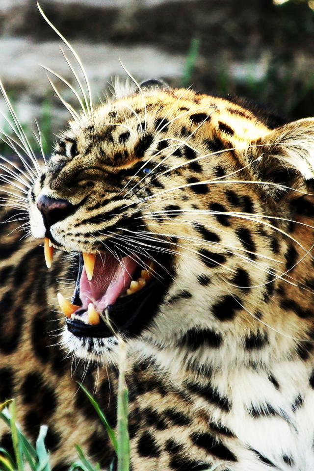 Рычащий леопард