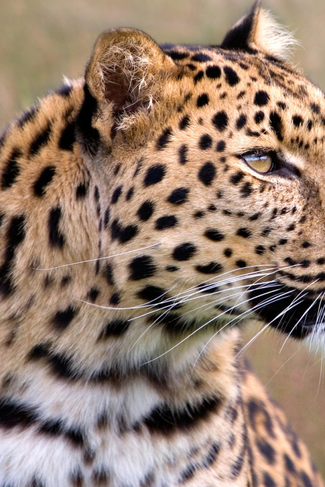 Задумчивый леопард