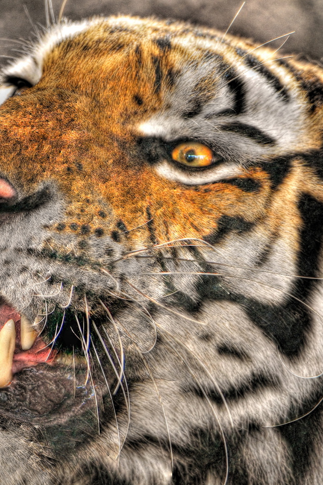 Оскалившийся тигр