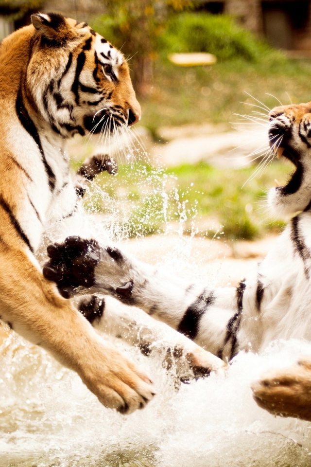 Тигриная схватка