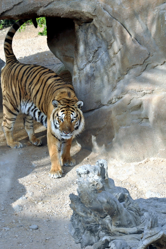 Тигр в вольере