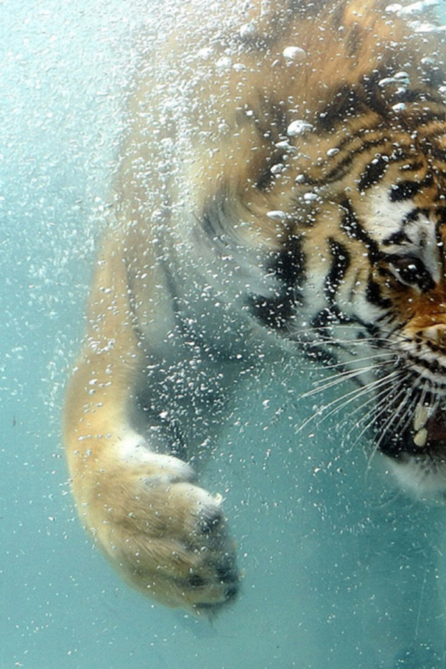 Тигр под водой