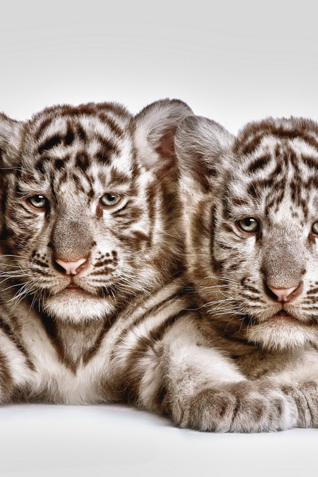 Два тигренка