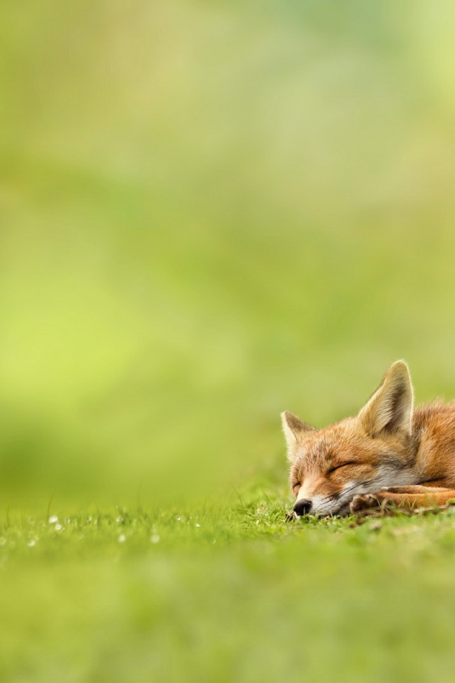 Спящая лисица