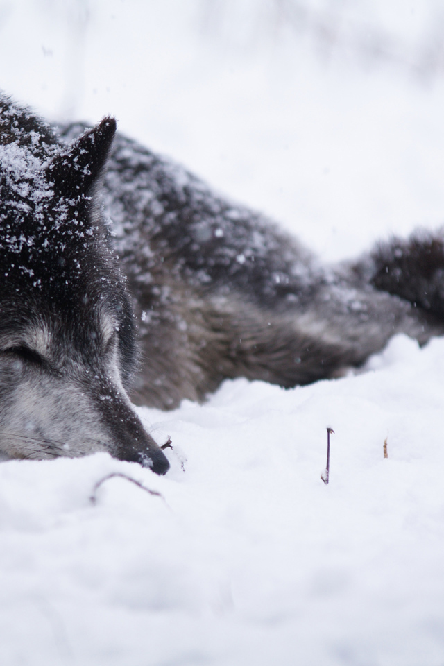 Волк на снегу