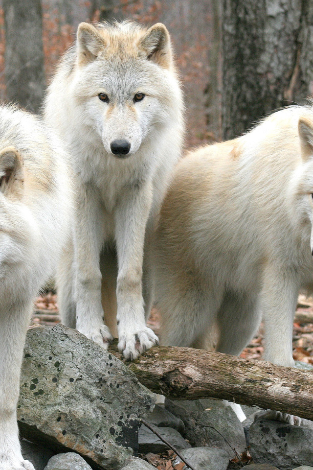 Белые волки