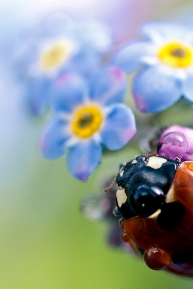 Божья коровка на цветах