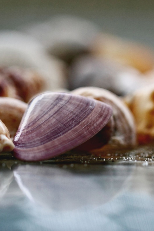 Морские ракушки