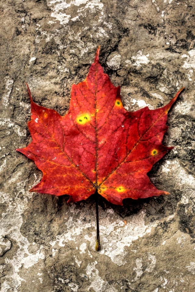 Лист на камне