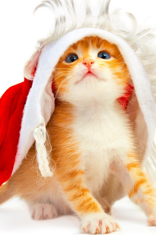 Котенок под колпаком