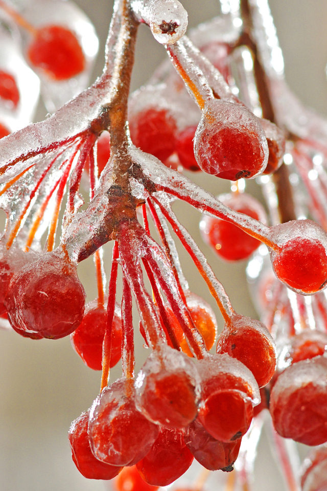Рябина со льдом