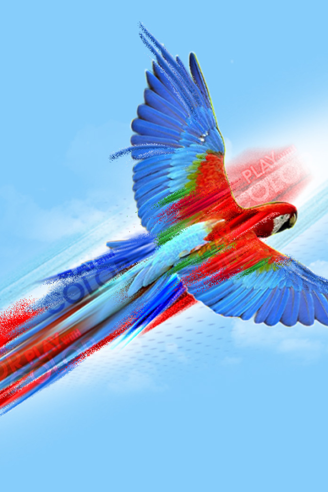 Попугай картина