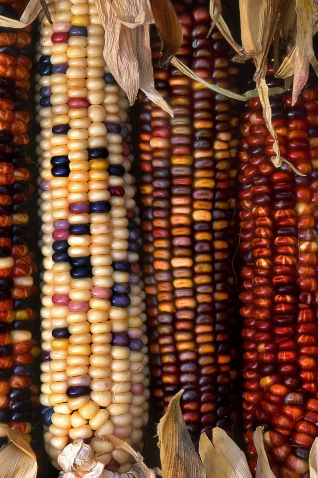 Разноцветные початки