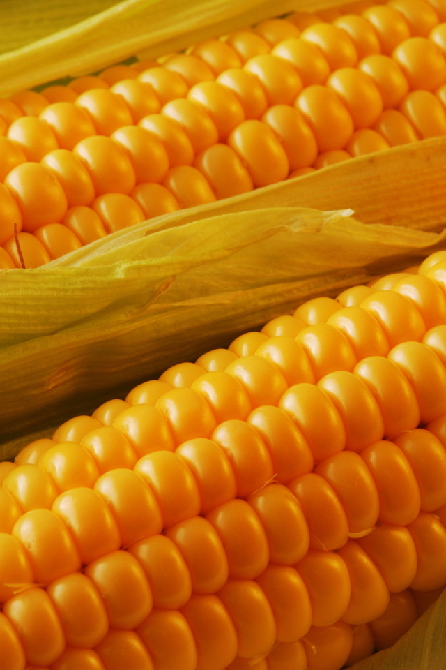 Спелая кукуруза