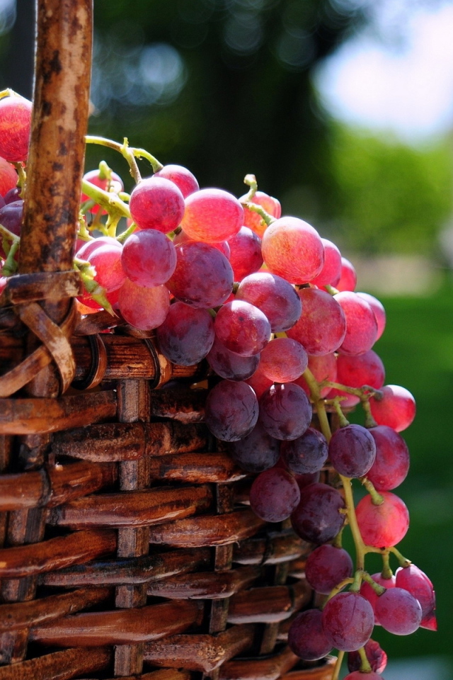 Корзина с виноградом