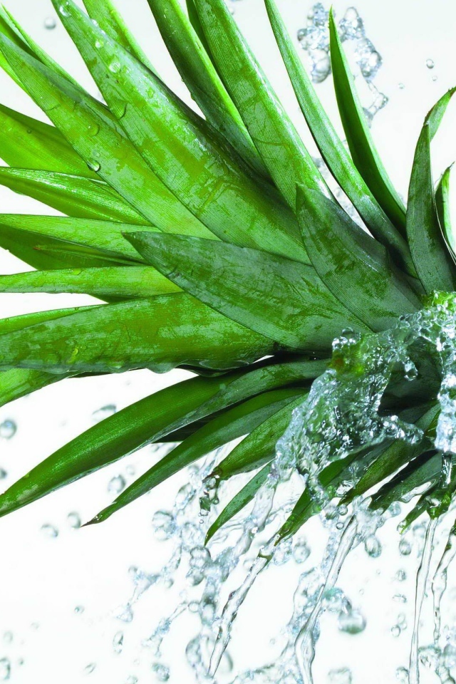 Свежий ананас