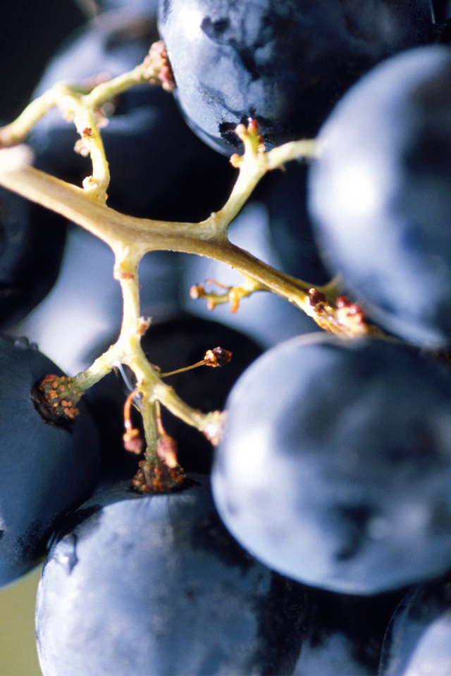 Виноградная лоза