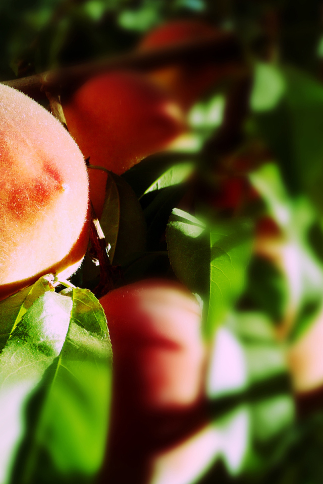 Персики на ветке