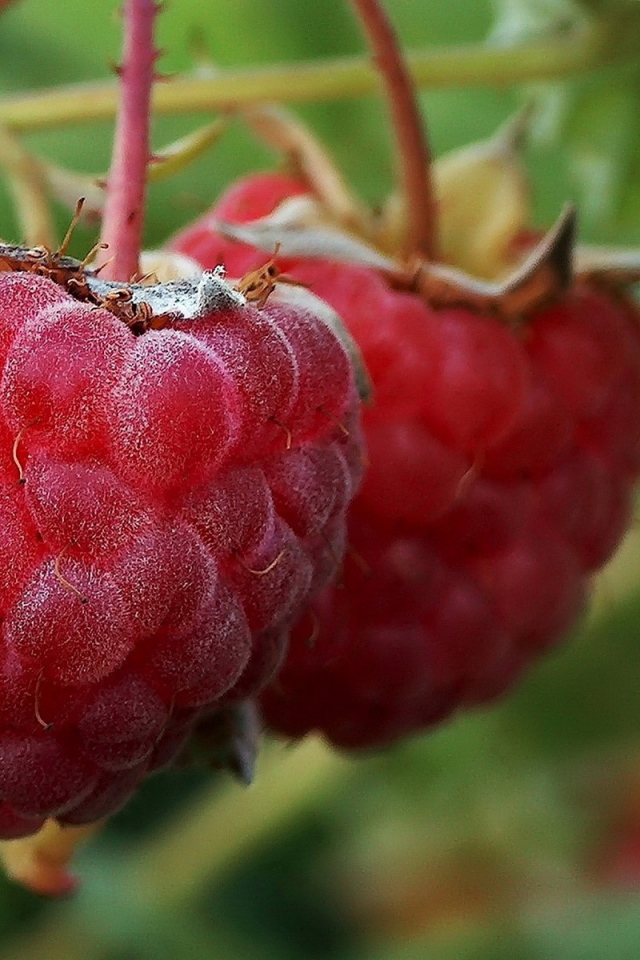 Малина на ветке