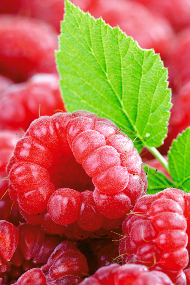 Спелая малина