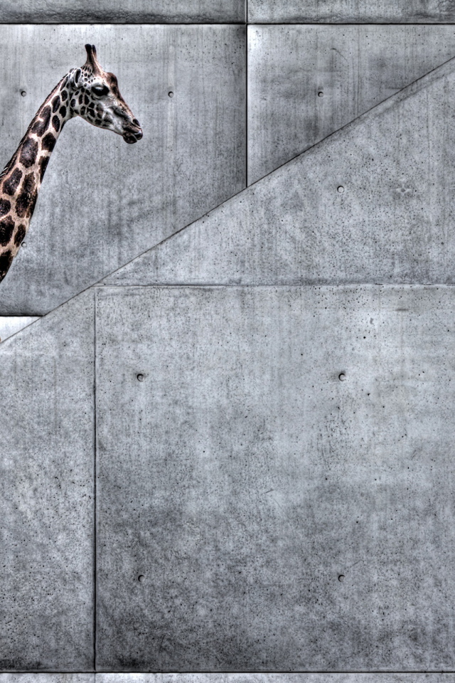 Жираф на лестнице