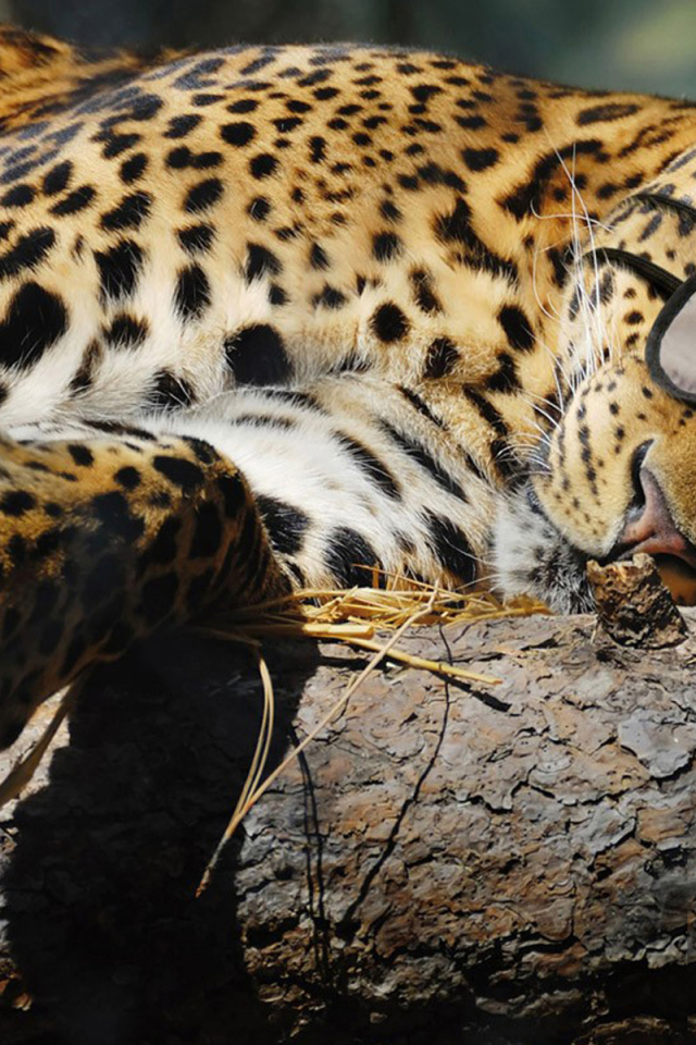 Спящая киса