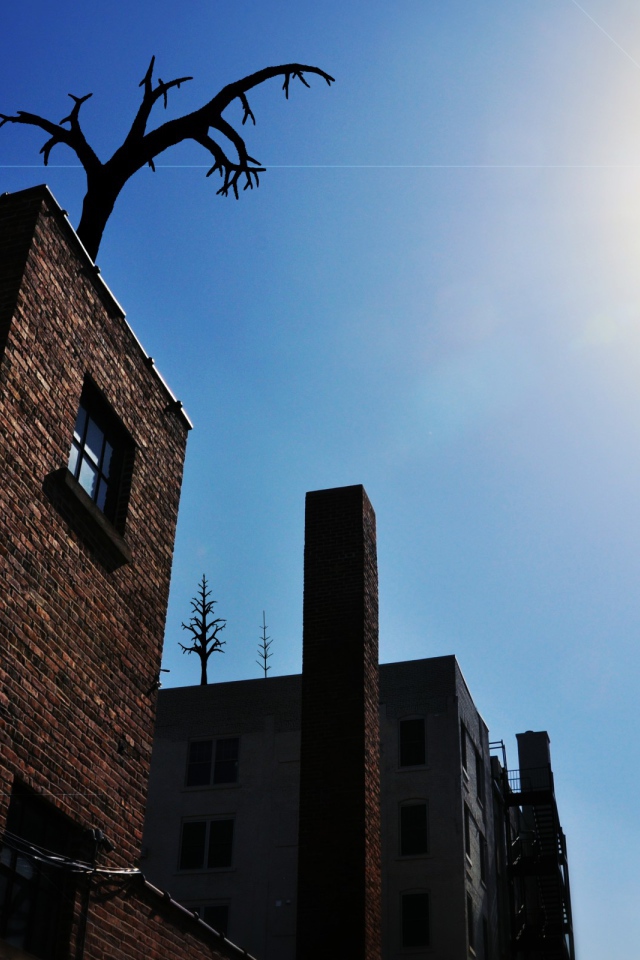 Деревья на крыше