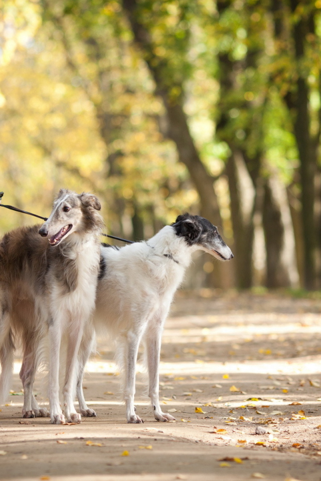 Девушка с собаками