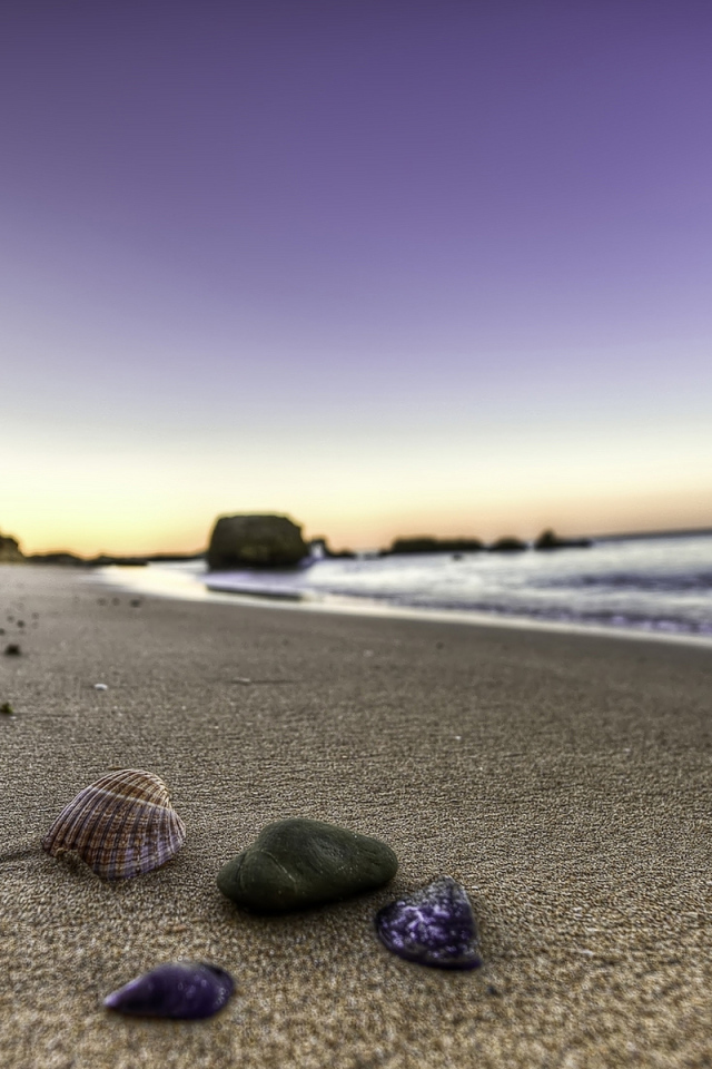 Ракушки на берегу