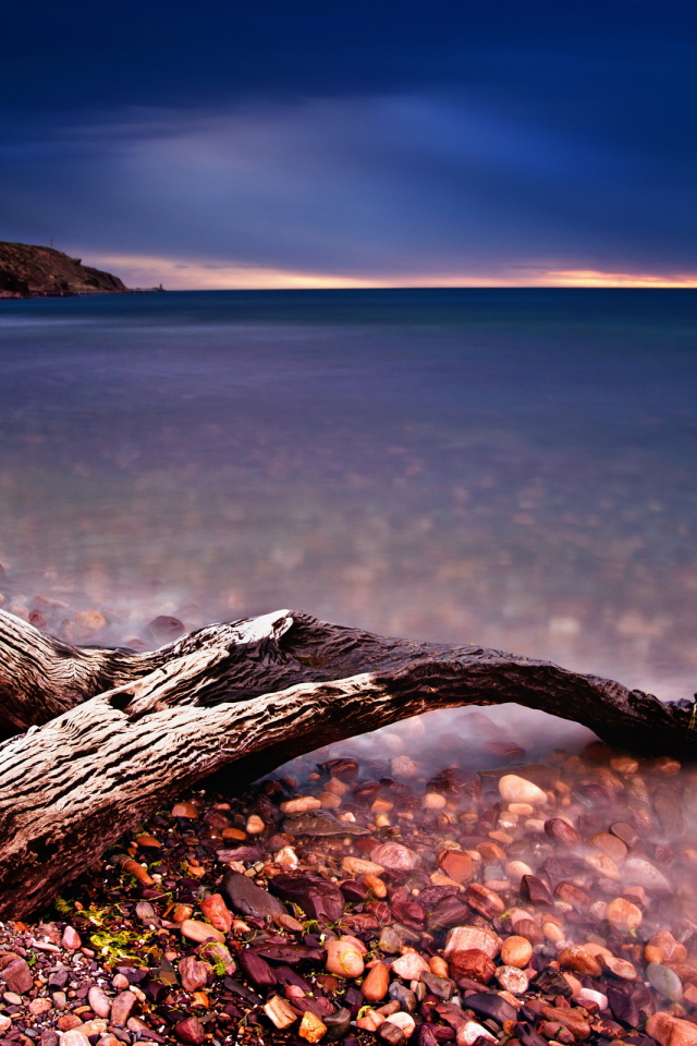 Коряга на берегу