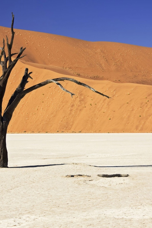 Засохшее дерево
