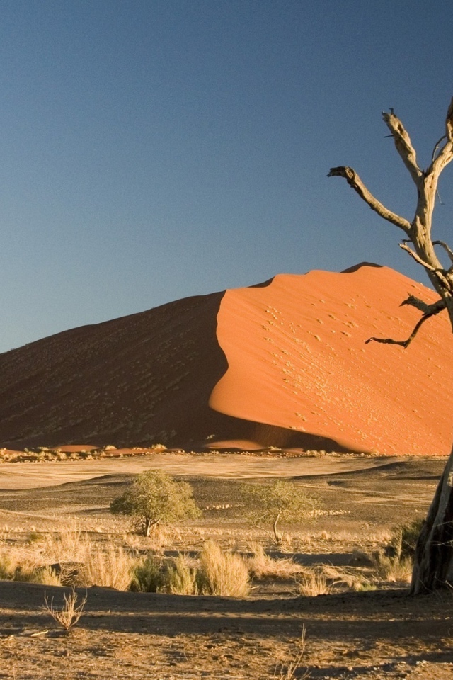 Сухое дерево в пустыне