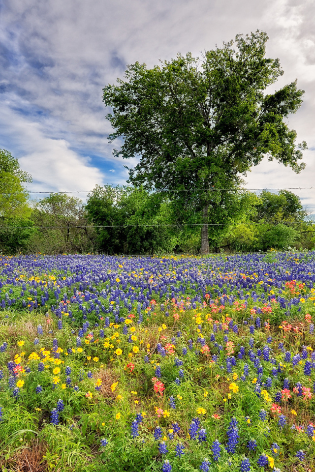 Поле люпинов
