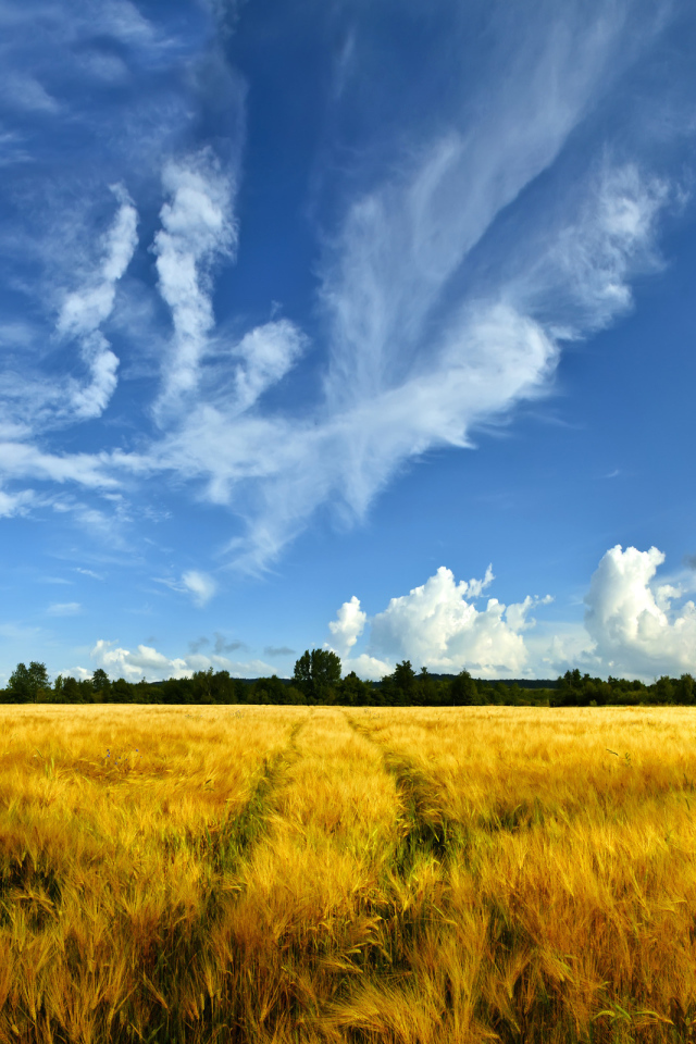 Золотое поле