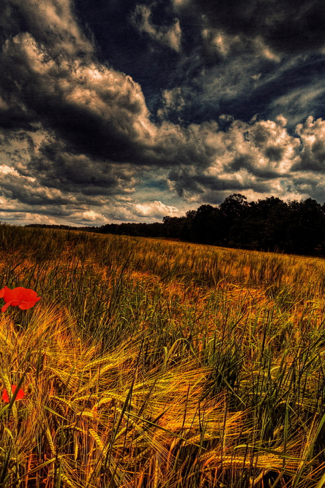 Злаки и маки