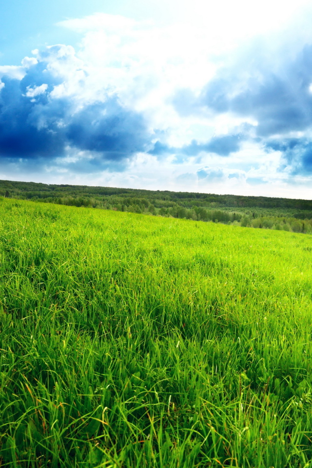 Зеленое поле