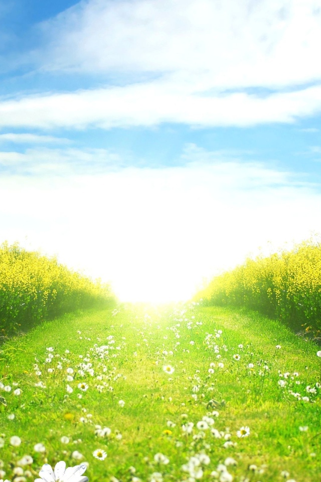 Зеленое поле