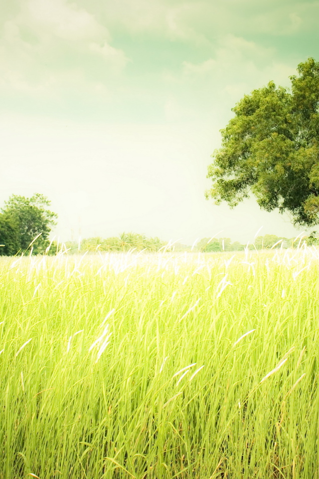 Зеленеющее поле