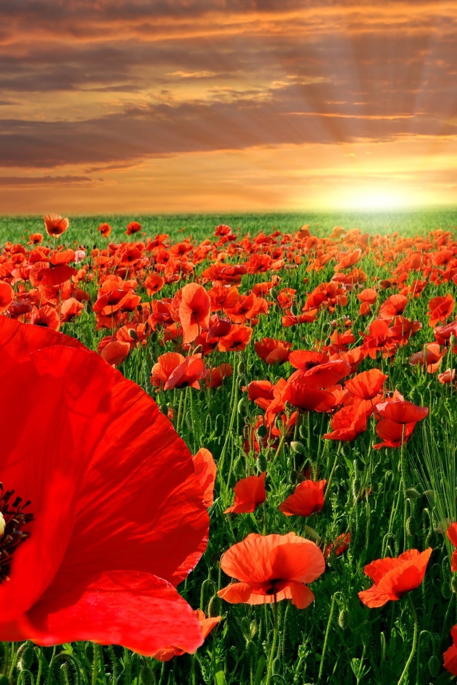 Маковое поле