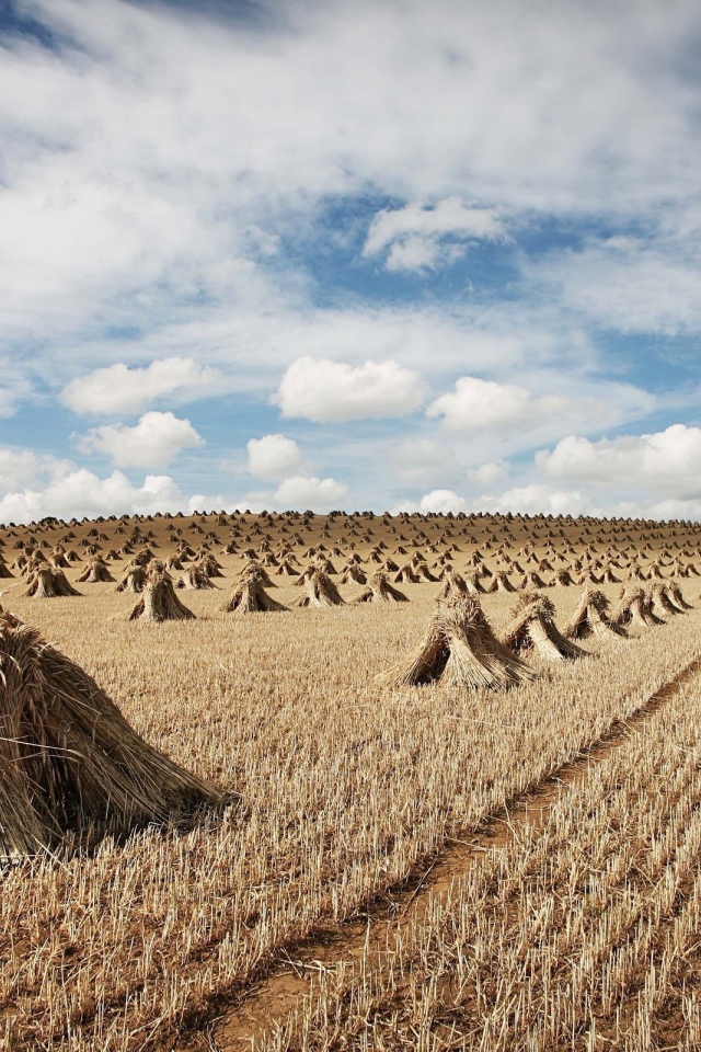 Снопы на поле