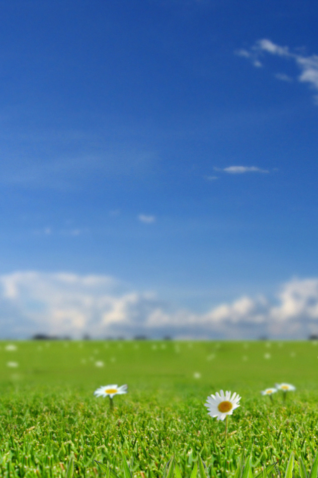 Летнее настроение