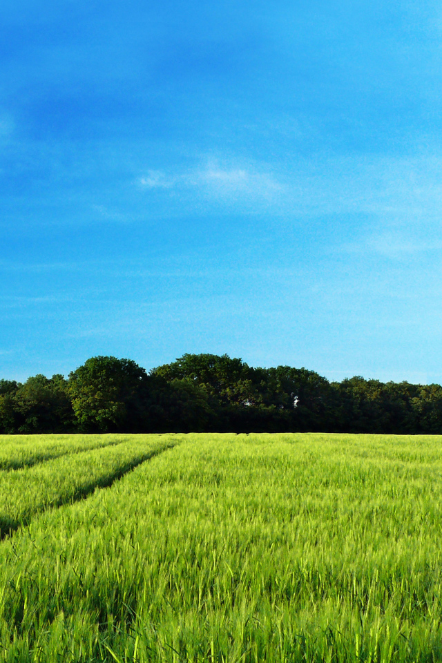 Рожь колосится