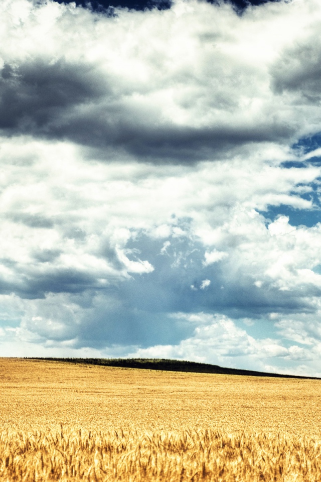 Пшеничное поле