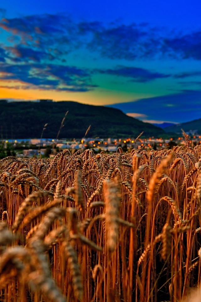 Пшеничное поле