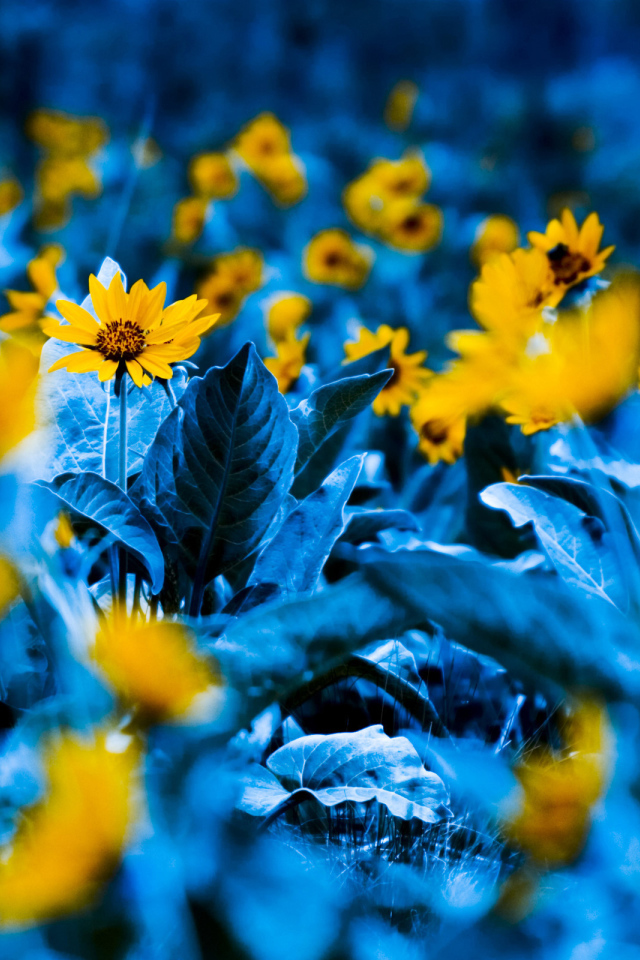 Среди синих листьев