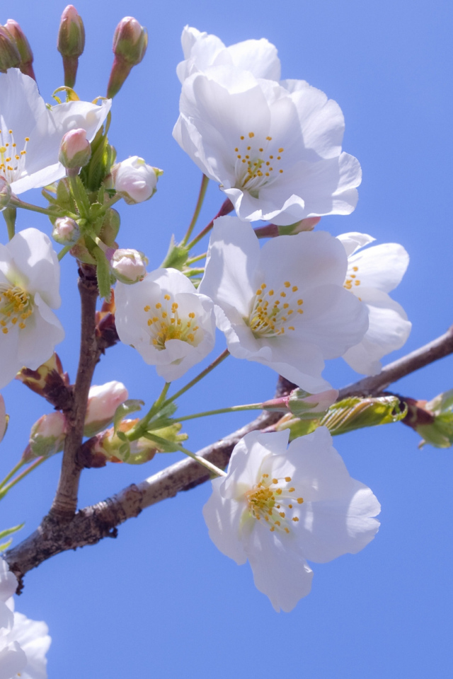 Яблоневый цвет