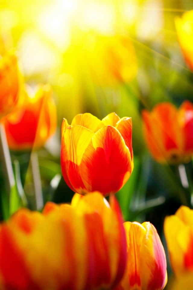 Красивые тюльпаны