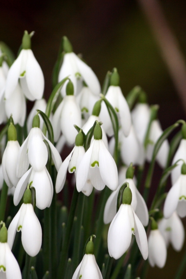 Красивые подснежники