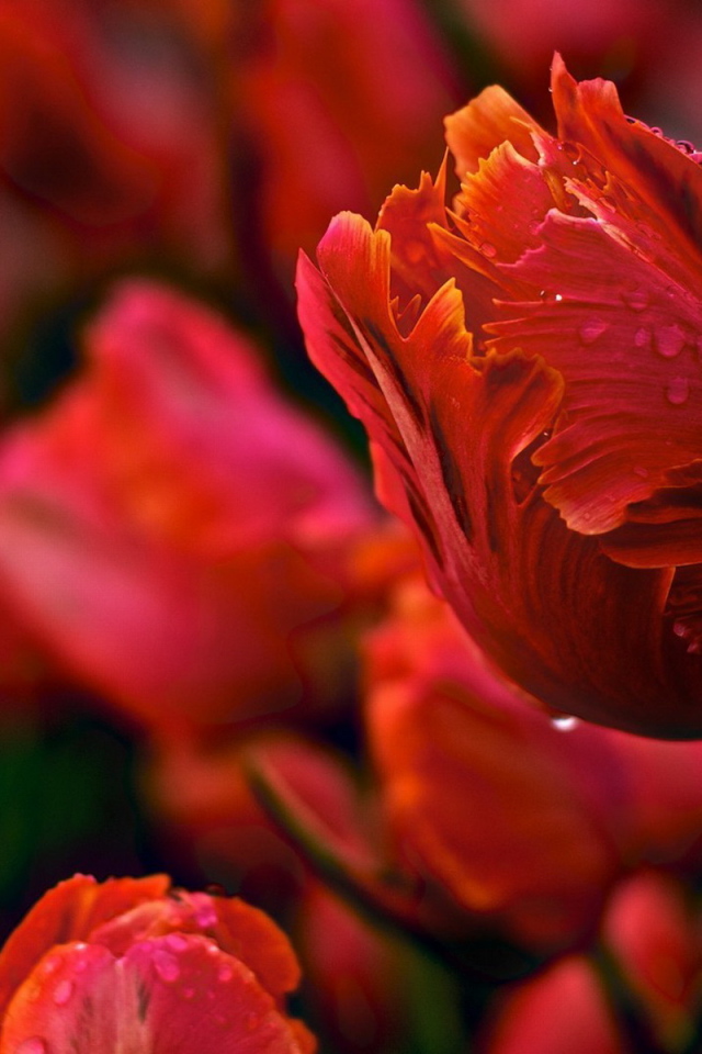 Красивые тюльпаны