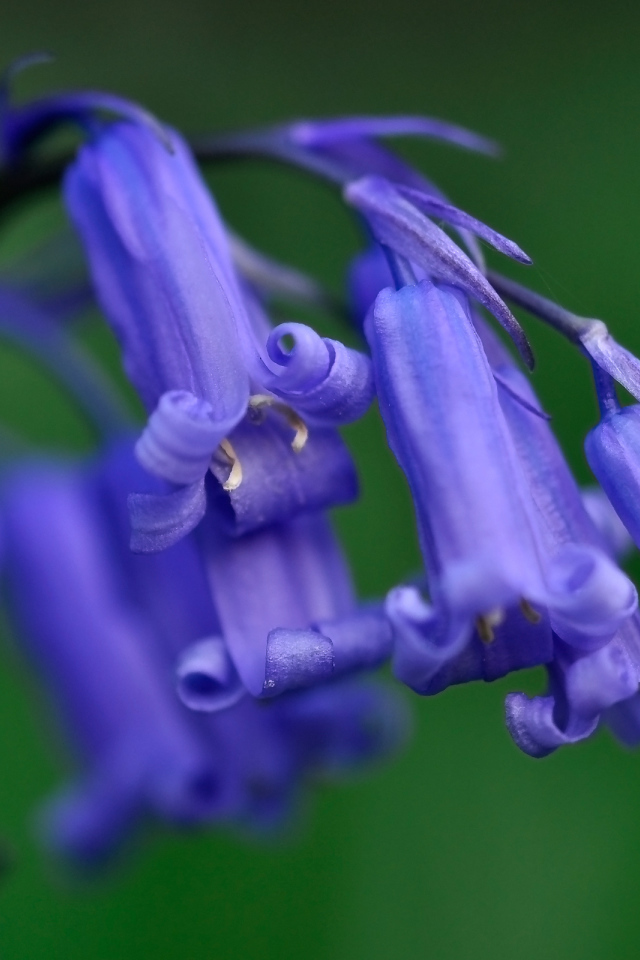 Колокольчики